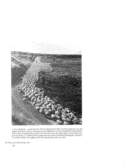 A River of Sheep Mustering the Merino Flocks from Their Summer Pastures