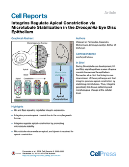 Integrins Regulate Apical Constriction Via Microtubule Stabilization in the Drosophila Eye Disc Epithelium