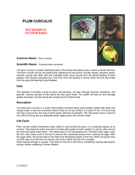 Plum Curculio