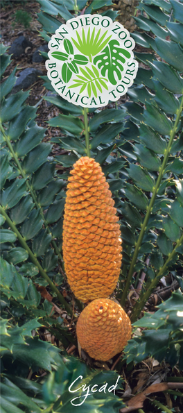 Cycad Botanical Tour 0.Pdf