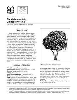 Photinia Serrulata Chinese Photinia1 Edward F