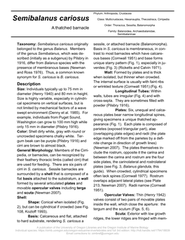 Semibalanus Cariosus Class: Multicrustacea, Hexanauplia, Thecostraca, Cirripedia