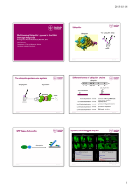 Multitasking Ubiquitin Ligases in the DNA Damage Response Ubiquitin