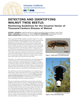 DETECTING and IDENTIFYING WALNUT TWIG BEETLE: Monitoring Guidelines for the Invasive Vector of Thousand Cankers Disease of Walnut