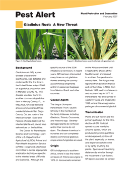 Gladiolus Rust: a New Threat