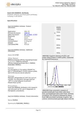 Goat Anti-MARK4L Antibody Peptide-Affinity Purified Goat Antibody Catalog # Af1653a