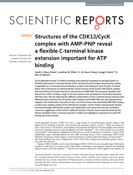 Structures of the CDK12/Cyck Complex with AMP-PNP Reveal A