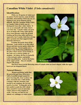 Canadian White Violet (Viola Canadensis)