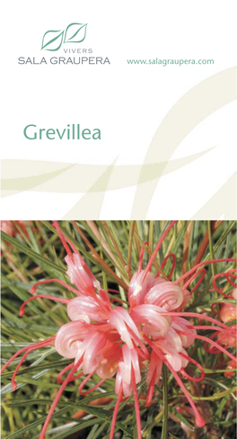 Grevillea Para Eps1