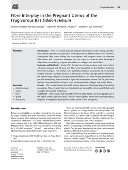 Fibre Interplay in the Pregnant Uterus of the Frugivorous Bat Eidolon