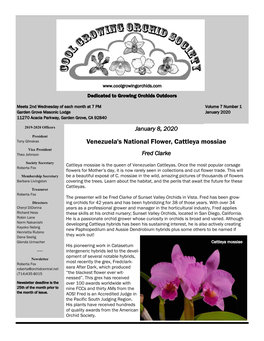 Venezuela's National Flower, Cattleya Mossiae