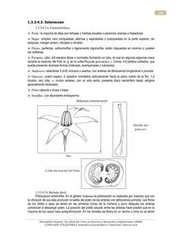 150 1.3.3.4.3. Solanaceae 1.3.3.4.3.A. Características Porte
