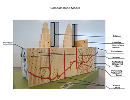 Compact Bone Model