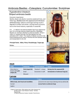 Lab 5 Bark Beetles & Ambrosia Beetles.Pptx