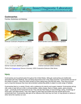 Cockroaches Families: Blattellidae and Blattidae