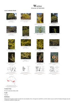 Acacia Colletioides Benth