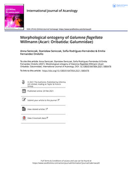 Morphological Ontogeny of Galumna Flagellata Willmann (Acari: Oribatida: Galumnidae)