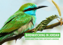 BIRDWATCHING in JORDAN WHERE BIRDS from THREE CONTINENTS CONVERGE Yarmouk