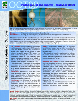 Rhizoctonia Solani on Onions, Onion Stunting Classification: K: Fungi, P: Basidiomycotya, C: Basidiomycetes O: Polyporales F: Corticiaceae