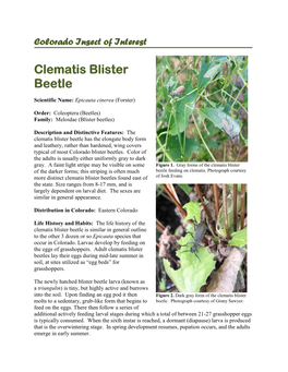 Clematis Blister Beetle Has the Elongate Body Form and Leathery, Rather Than Hardened, Wing Covers Typical of Most Colorado Blister Beetles