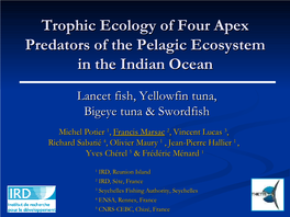 Trophic Ecology of Four Apex Predators in the Open Ocean Ecosys