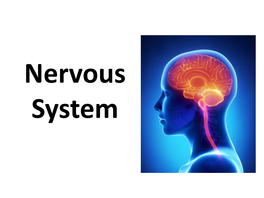 Function of the Nervous System