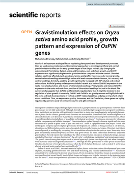 Gravistimulation Effects on Oryza Sativa Amino Acid Profile, Growth Pattern and Expression of Ospin Genes