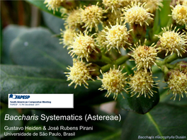 Baccharis Systematics (Astereae)