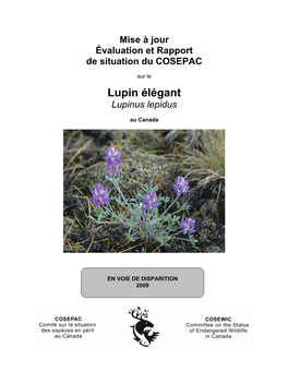 Lupin Élégant ( Lupinus Lepidus)