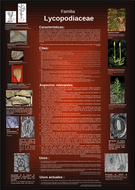 Lycopodiaceae