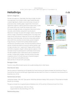 Heliothrips Generic Diagnosis Female Macropterous