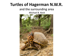 Turtles of Hagerman N.W.R