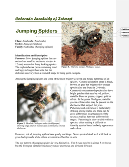 Jumping Spiders Field Code Changed Field Code Changed