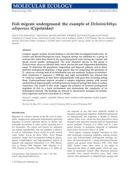 Fish Migrate Underground: the Example of Delminichthys Adspersus (Cyprinidae)