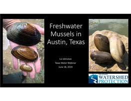 Freshwater Mussels in Austin, Texas