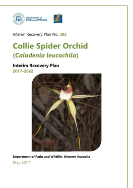 382 Collie Spider Orchid (Caladenia Leucochila)