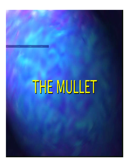 The Mulletmullet Definitiondefinition