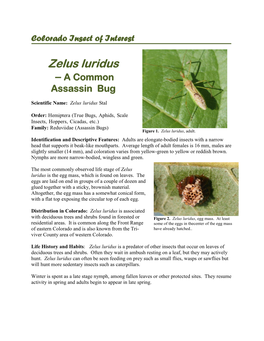 Zelus Luridus – a Common Assassin Bug