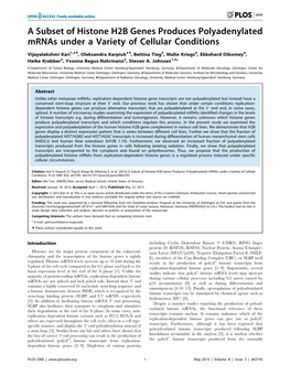 A Subset of Histone H2B Genes Produces Polyadenylated Mrnas Under a Variety of Cellular Conditions