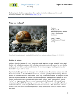 What Is a Mollusk?