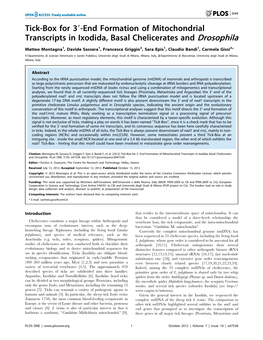 End Formation of Mitochondrial Transcripts in Ixodida, Basal Chelicerates and Drosophila