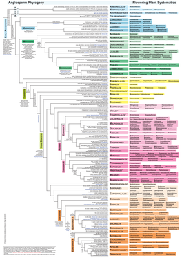 Angiosperm Phylogeny Flowering Plant Systematics