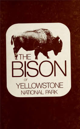 The Bison of Yellowstone National Park