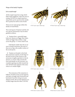 Vespine Wasps Key V5.Pdf