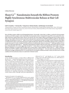 Sharp Ca Nanodomains Beneath the Ribbon Promote Highly Synchronous Multivesicular Release at Hair Cell Synapses