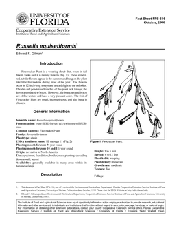 Russelia Equisetiformis1