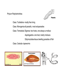 Phylum Platyhelminthes Class: Turbellaria- Mostly Free Living Class