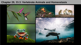 Chapter 29, 33.3: Vertebrate Animals and Homeostasis Key Concepts