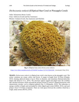 Dichocoenia Stokesii (Elliptical Star Coral Or Pineapple Coral)