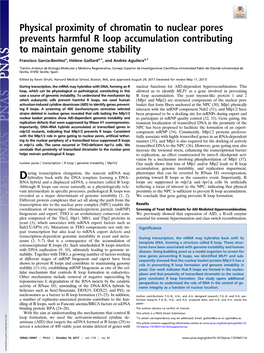 Physical Proximity of Chromatin to Nuclear Pores Prevents Harmful R Loop Accumulation Contributing to Maintain Genome Stability